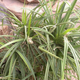 Image for article titled An Obscure African Plant Tells Miners Where to Look for Diamonds